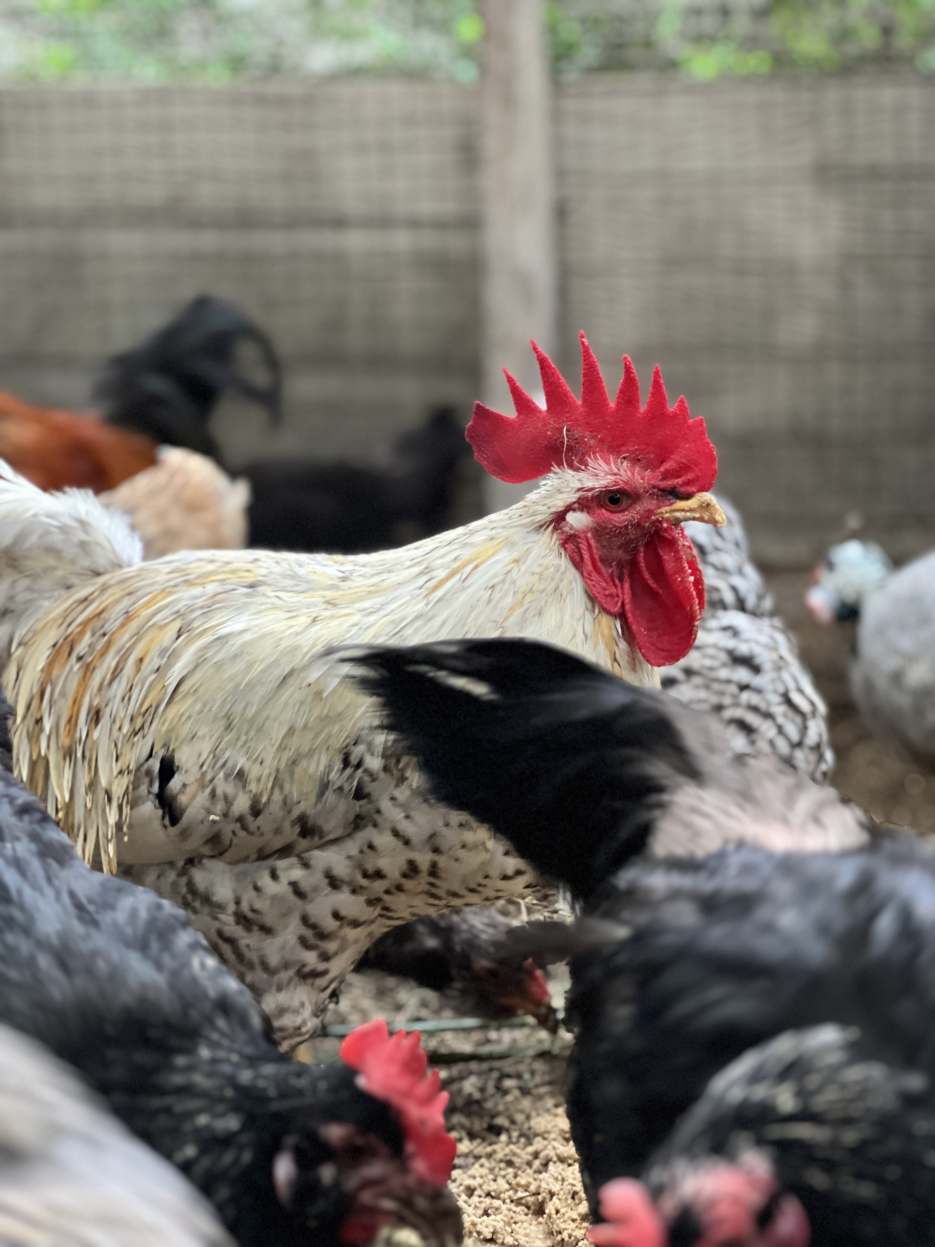Afternoon regenerative farm tour