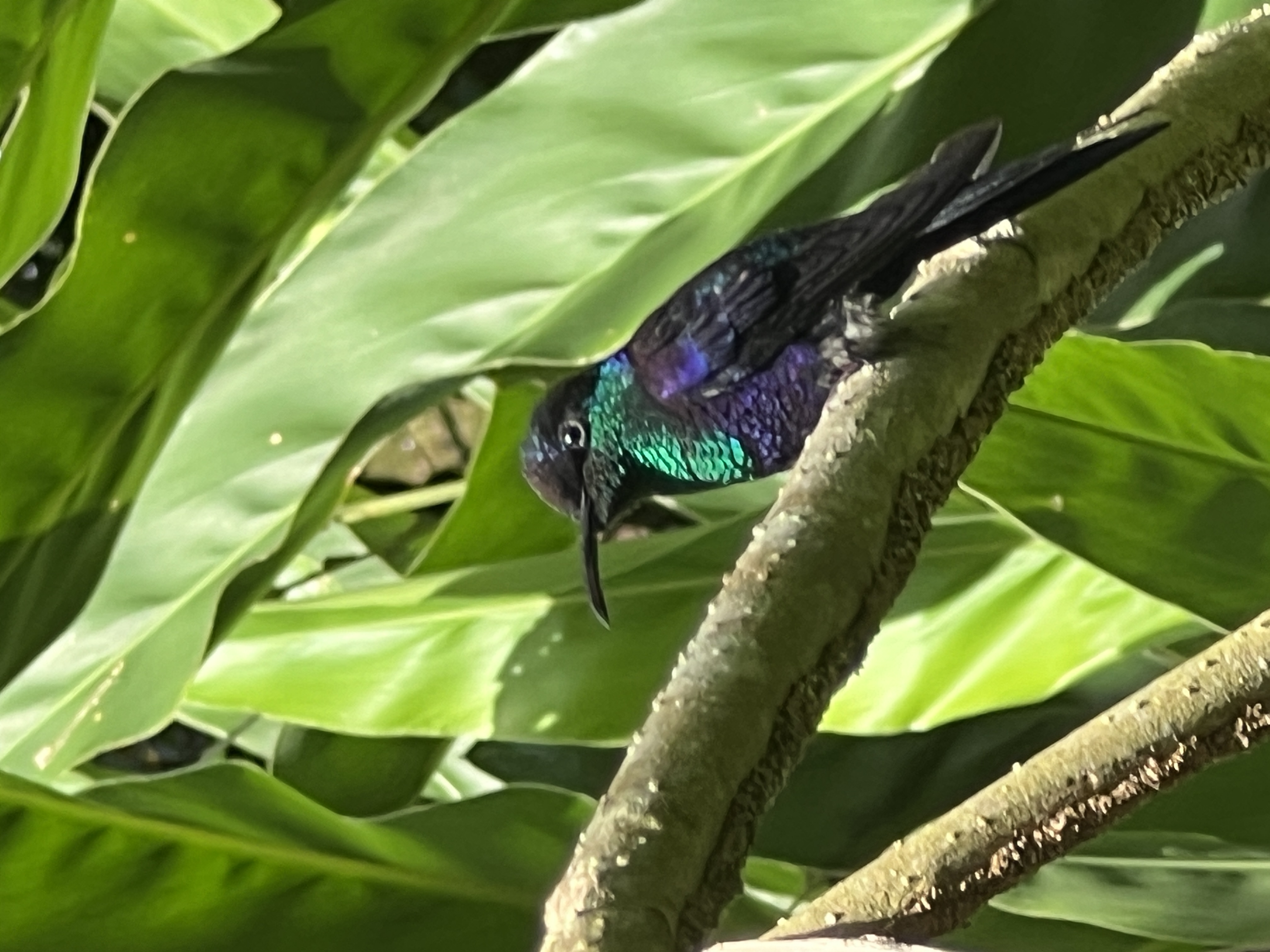 Saturday birdsong and breakfast tour
